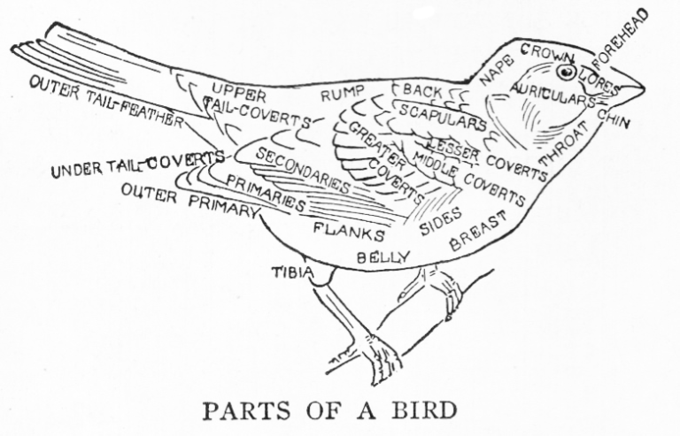 How to Watch Birds Like a Boss