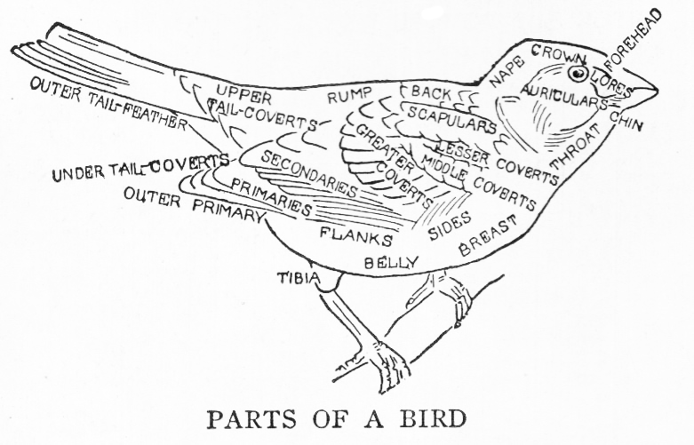 Sketch of bird with parts labelled.