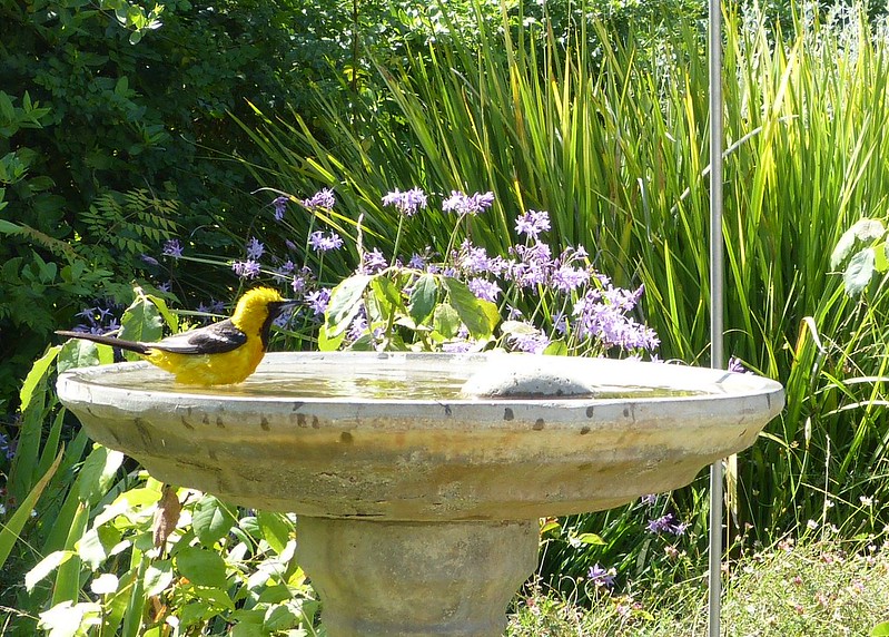 Choosing the best bird bath | Joy of Birdwatching