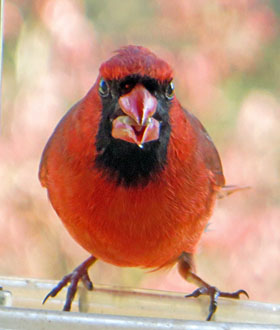 Northern cardinal looking directly into camera- how to attract cardinals