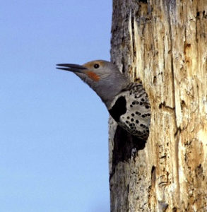 Woodpecker damage to utility pole.