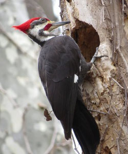 Pileated woodpecker excavating a hole in a tree