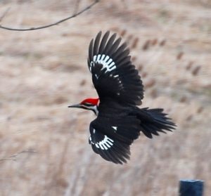 Pileated woodpecker in flight