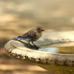 Bird Bath Secrets: Attract More Birds with Water